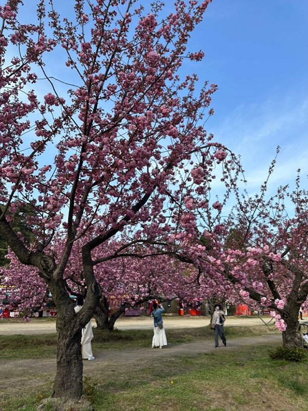 히로사키 벚꽃 축제