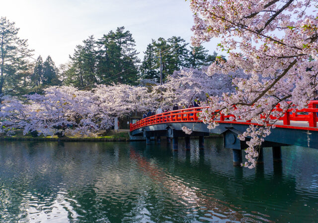 Hirosaki Park Sakura